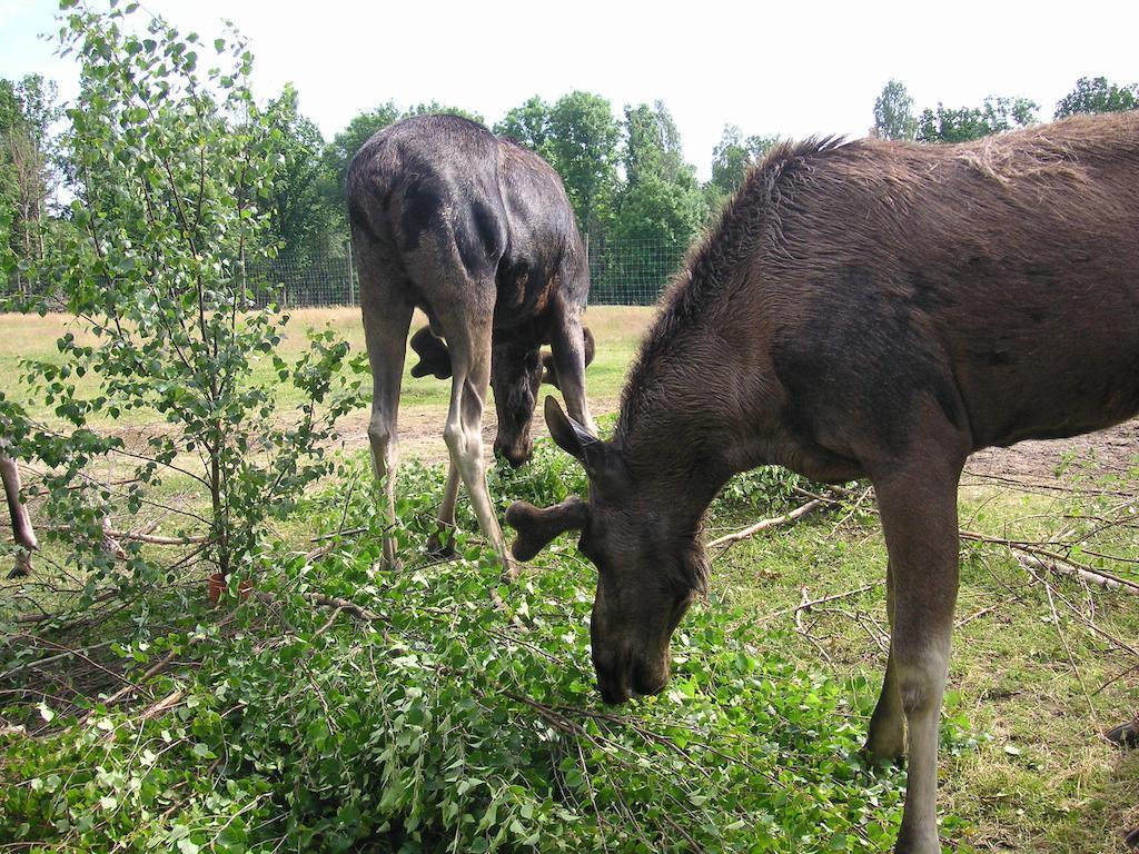 Tildas Urshult Eksteriør billede